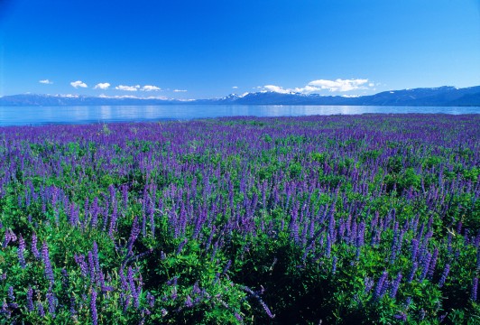 Wild Lupine, North Shore,Lake Tahoe